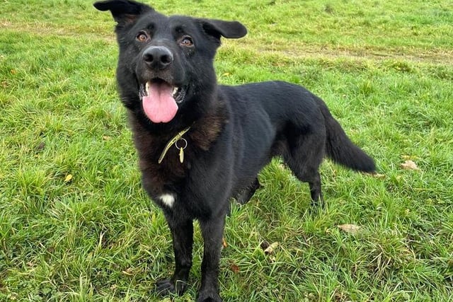 Male - German Shepherd - aged 2-5. Haiti needs an owner who will be at home most of the time, so he can feel comfortable being left at home. He needs time to build up a relationship with his new owners.