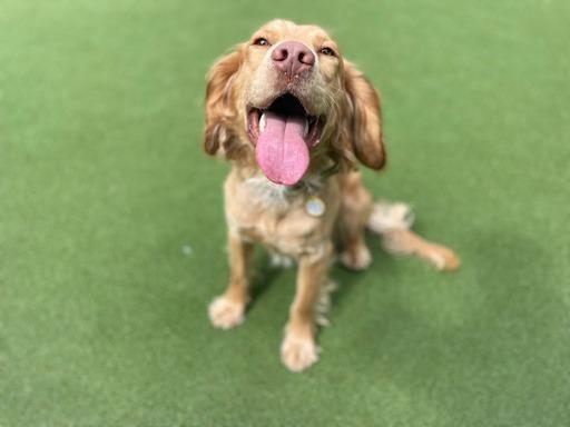 Cocker spaniel - aged 5-7 - male. Ted is goofy and likes making people laugh. He can often be found playing with his favourite soft toy.