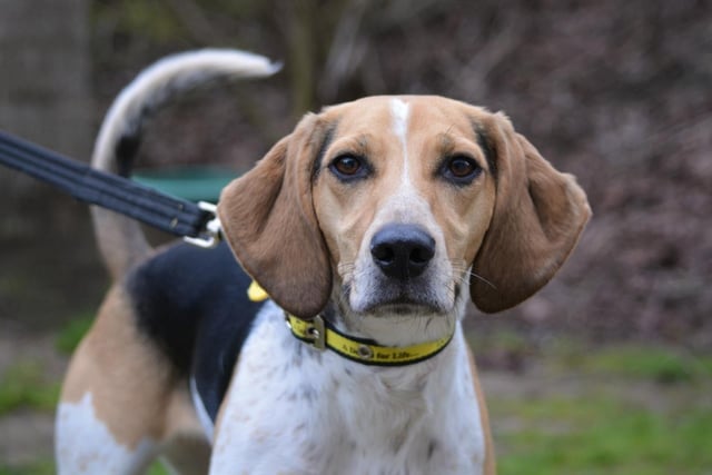 Beagle - aged 2 to 5 - female. Luna needs an active family who can keep her busy and stimulated.
