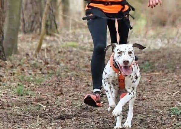 Hazel, running here with her Dalmation Piper, is aiming for a place at the CaniCross World Championships.