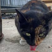 Once back on firm ground, the mystery cat tucked into some food before running off again.
Pic: SSPCA