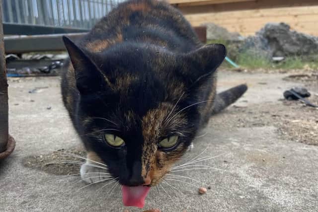 Once back on firm ground, the mystery cat tucked into some food before running off again.
Pic: SSPCA