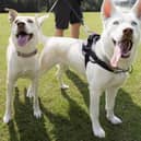 Danny Silk, Founder of Walkie Dogs, taking his dogs on a stroll
