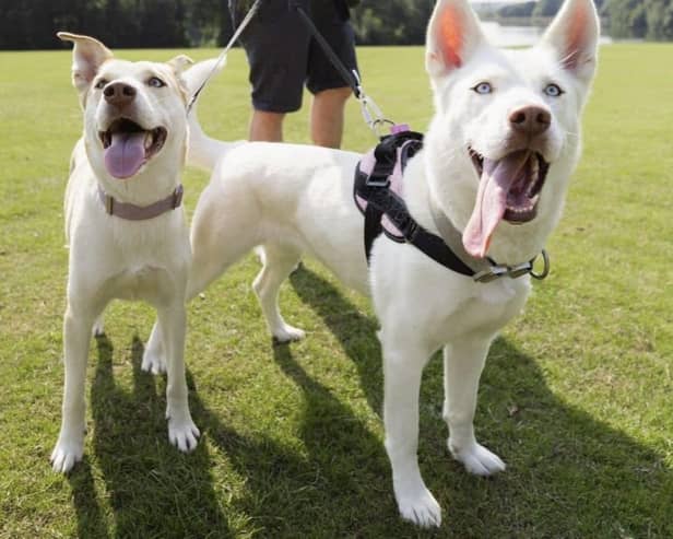 Danny Silk, Founder of Walkie Dogs, taking his dogs on a stroll