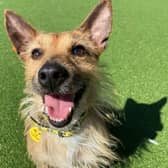 Beckett needs a new home.
