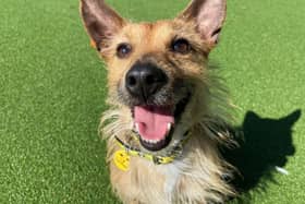 Beckett needs a new home.