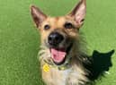 Beckett needs a new home.