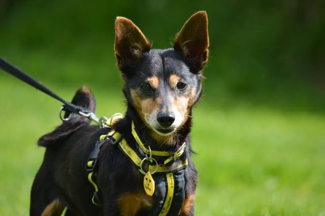 Jack Russell Terrier - aged 8 and over - male. Chip has a soft snuggly side and likes meeting new people.