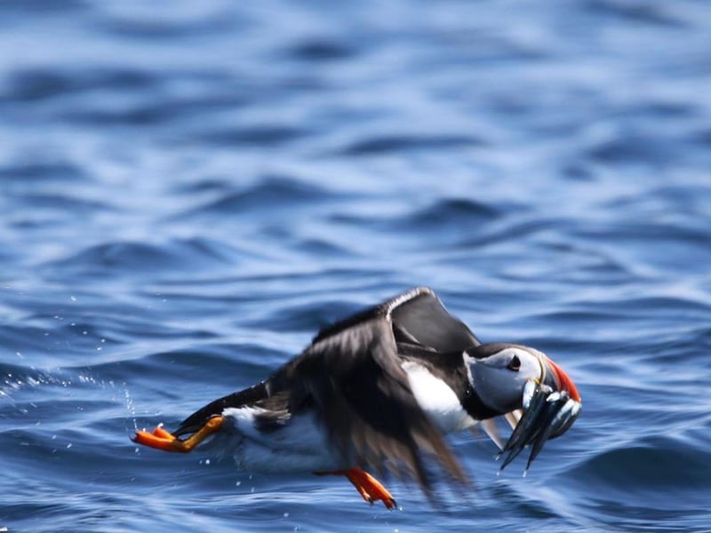 It was a delight to see Puffins on an excursion in the Isles of Scilly