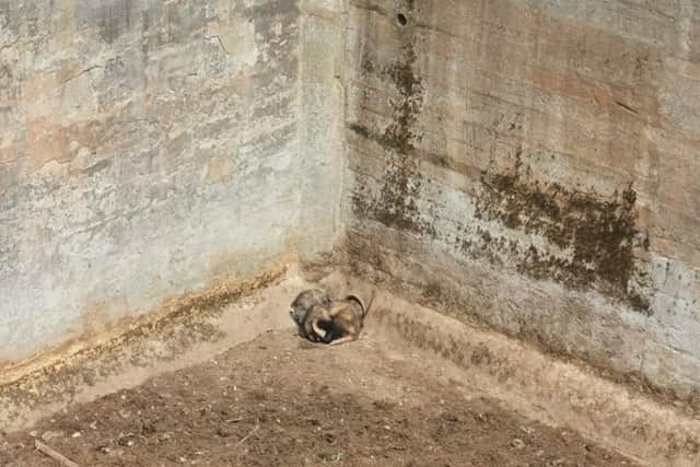 The three badgers fell 16ft into the empty tank. Scottish SPCA