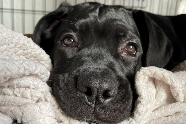 Cane Corso - aged 0-6 months - male. Buster is a handsome big pup with lots of potential.
