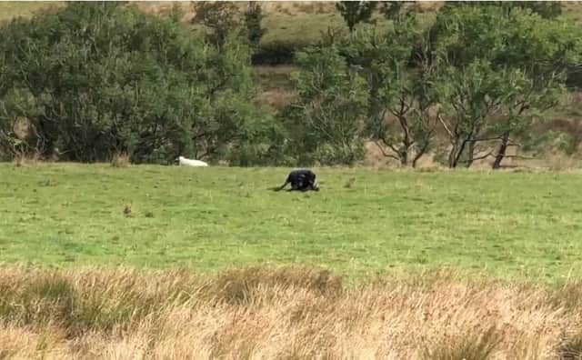 They had just passed Jacob’s Ladder when the pair spotted what they thought was a wild cat in a nearby field.