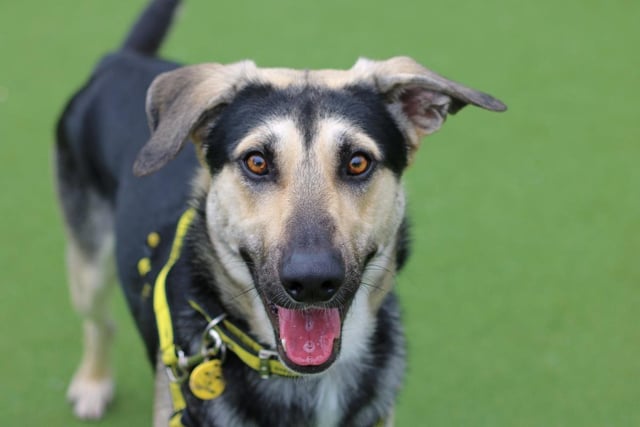 Crossbreed - aged 1-2 - male. Silo loves to play and meet new people and dogs.