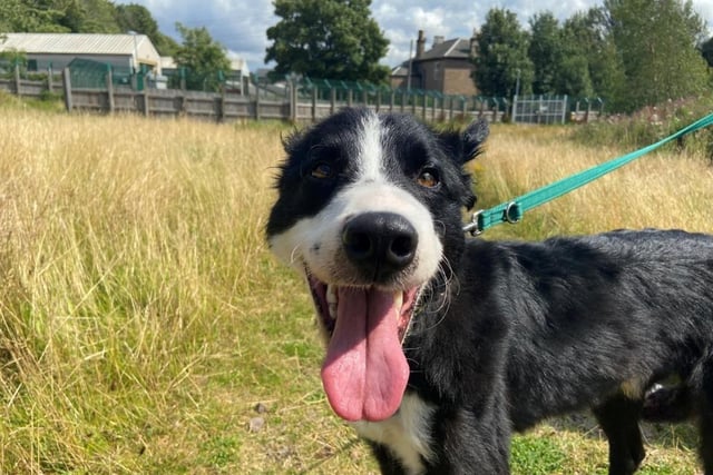 Border Collie - aged 5-7 - male. Fig likes new challenges and finding things to challenge him.