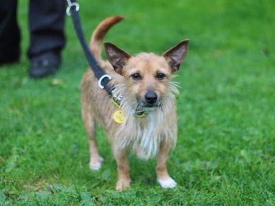 Crossbreed - aged 2-5 - male. Beckett was a stray who can be a bit worried at times, so he needs someone who can help him settle.