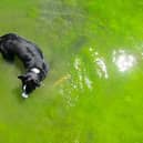 Fife Council has issued a warning about the dangers of blue-green algae. Image: The Pet Wiki