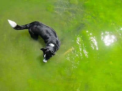 Fife Council has issued a warning about the dangers of blue-green algae. Image: The Pet Wiki