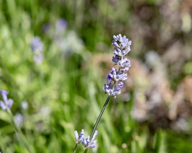 Eden Project brings care home residents closer to nature with sensory workshops using plants