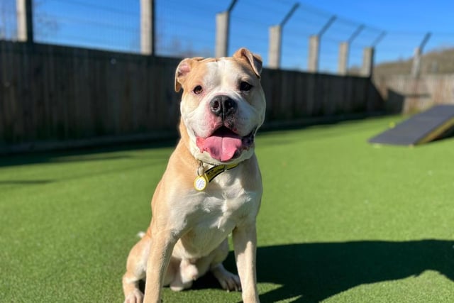 Male - Bulldog - aged 1-2. Buzz is a big boy who needs an owner who can take him out on walks.