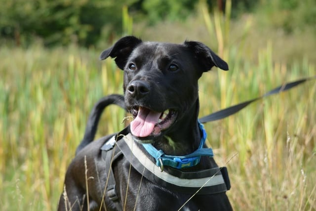 Male - Lab Cross - aged 2-5. Edward has lots of energy and needs to be kept busy.