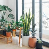Here are the best ways to look after plant during the winter (photo: Pixabay)
