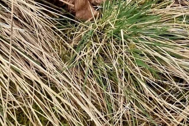 The family's much loved Golden Spaniel pup Penny
