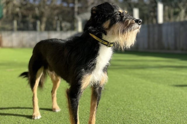Crossbreed - aged 2-5 - male. Joey is timid and has lived a sheltered life. He can get worried around people and needs someone who can give him time to settle.