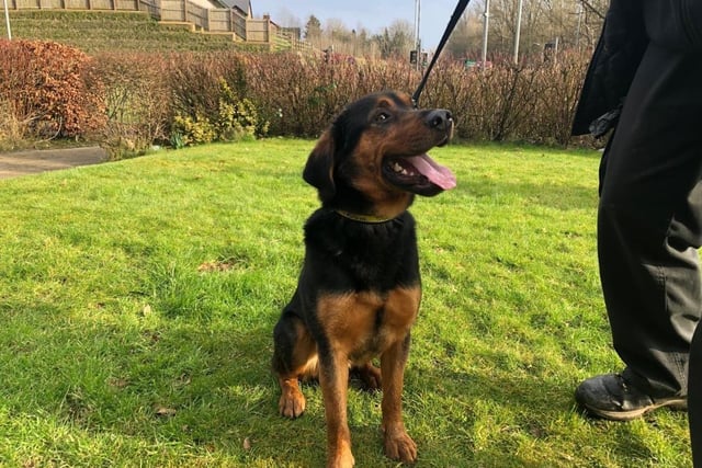 Rottweiler - aged 1 to 2 - male. Bear is a lovely boy but needs some help socialising with other dogs. He's also spent a lot of time in the garden so needs to acclimatise to indoor living.