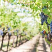 Grapes hanging from trees on a vineyard