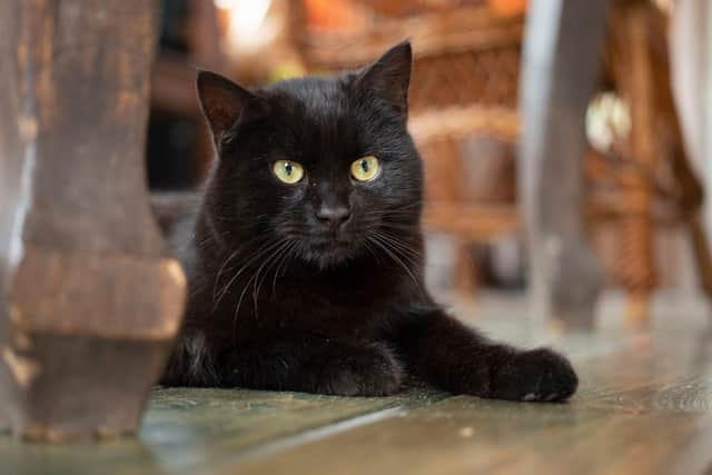 Young black bombay cat with yellow eyes (photo: Adobe)