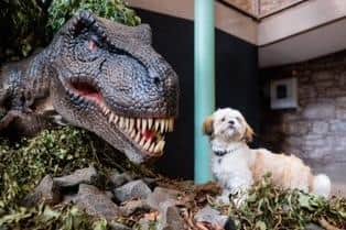 Forget the cats, it's dogs versus dinos at the world heritage site!