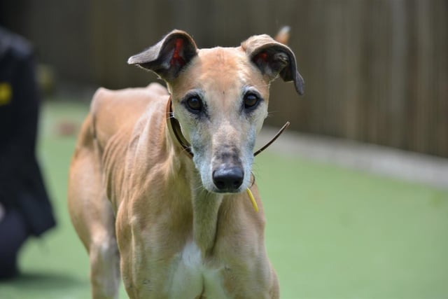 Lurcher - aged 5-7 - male. Toast has lots of personality and is quite cheeky.