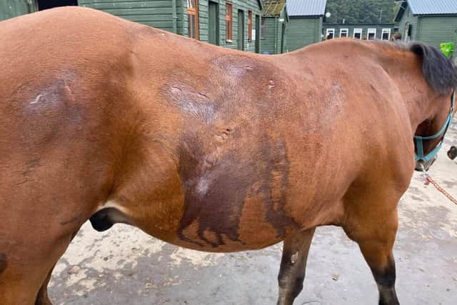 One of the horses maimed at Lanark's Equi Centre last September.