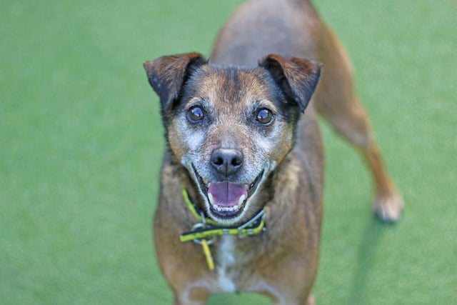 Crossbreed - aged 8+ - male. Gino is a lovely little guy who likes to meet new people.