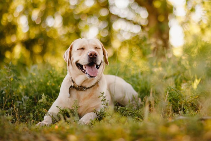 Labrador retrievers were the most popular. Even-tempered and gentle, labradors have a reputation as a great option for families.
