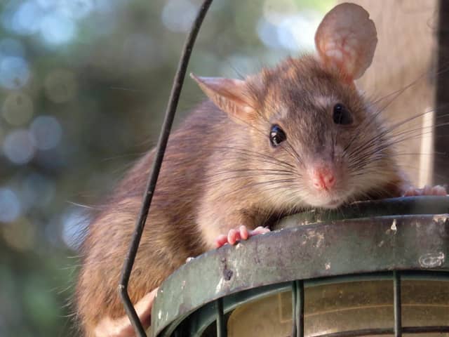 A growing problem with rats in the area has led to a political war of words in South Lanarkshire.