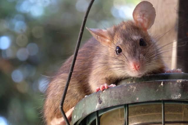 A growing problem with rats in the area has led to a political war of words in South Lanarkshire.