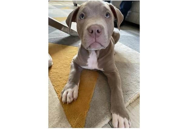 The nine-week- old American Bulldog puppy was stolen from a property at Meiklerig Court