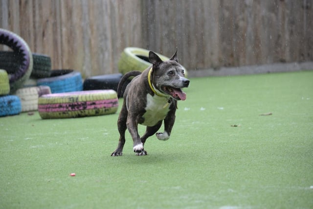 Staffordshire Bull Terrier - aged 8 and over - female. Ellie is looking for a retirement home where she can put her paws up.