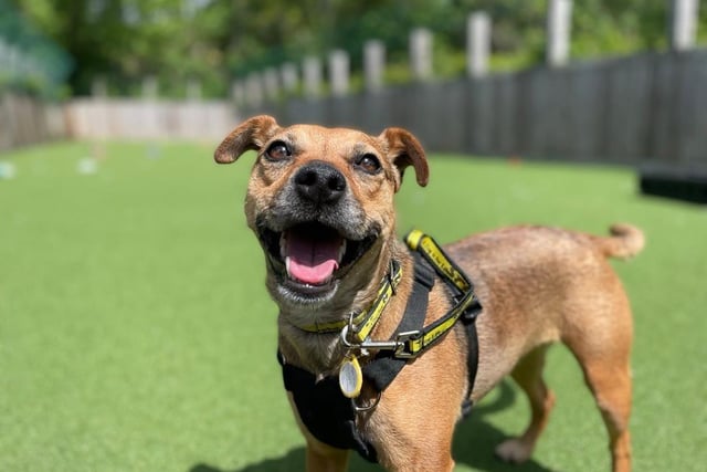 Terrier cross - aged 2-5 - female. Star is always on the go and likes exploring the world around her.