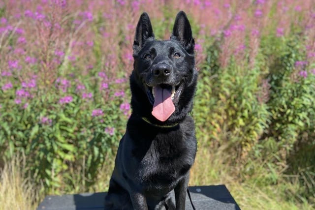 BSD - aged 5-7 - male. Djolfe likes meeting new people and playing with his toys.