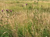 Wildflower meadow