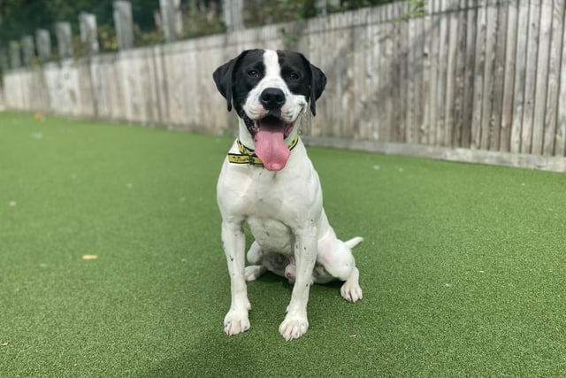 American Bulldog - aged 1-2 - male. Broxie is affectionate and playful.