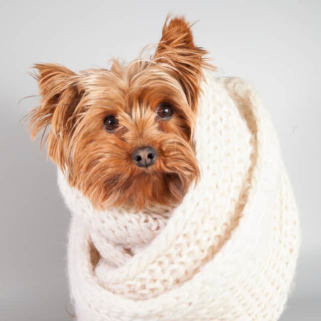 Our furry friends also need to be kept warm in winter (photo: Adobe)