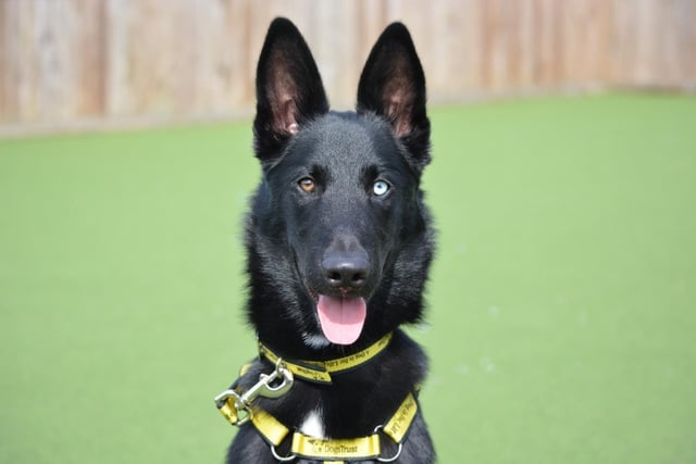 Siberian husky - aged 6-12 months - male. Blue has spent much of his young life in kennels and needs an owner who can train him up.