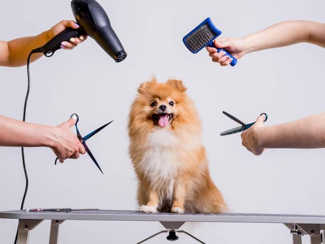 Grooming your dog can bring you closer to your pet (photo: Adobe)