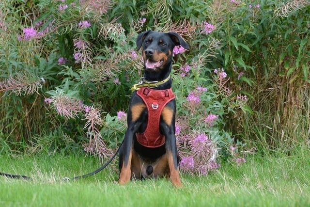 Male - Dobermann - aged 2-5. Jupiter is looking for an adult only home as he gets nervous around kids and dogs. He'll need a lead and muzzle when out for walks.