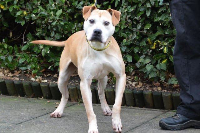 Staffordshire Cross - male - aged 8 and over. Captain has returned to care after a short time away. He needs a quiet home with experienced owners.
