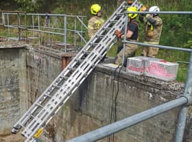 Firefighters from Lanark lower a ladder to help with the rescue. Scottish SPCA