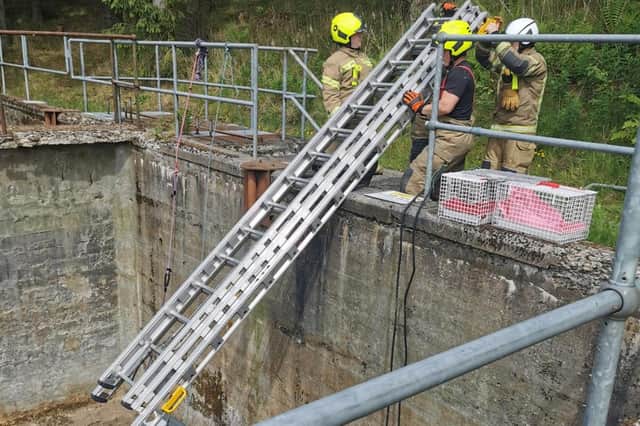 Firefighters from Lanark lower a ladder to help with the rescue. Scottish SPCA